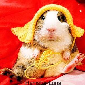 Những bệnh thường gặp của hamster và cách sử lý - Chuột Hamster Shop