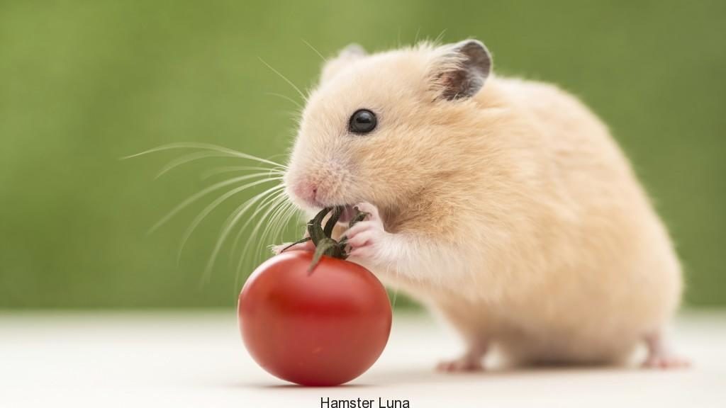Xem hơn 100 ảnh về hình vẽ chuột hamster cute  NEC