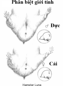 hamster-bear-c-ci copy