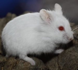 hamster-campel