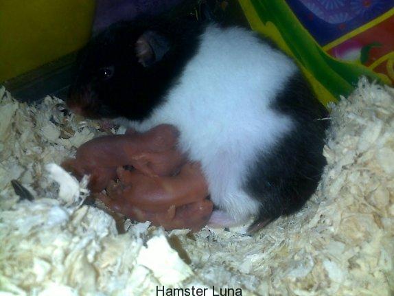 Chăm sóc mẹ con nhà chuột hamster mới sinh - Chuột Hamster Shop