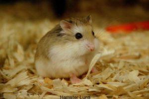 Hamster-2