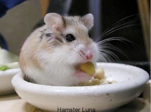 Hamster-3