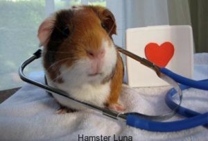 Hamster-6