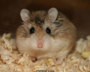 Hamster-7