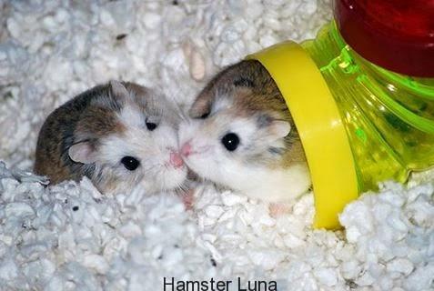 Giải pháp an toàn nếu như bạn cần phải tắm hamster với nước - Chuột Hamster Shop