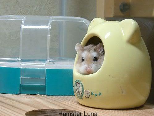 hamster016cf6