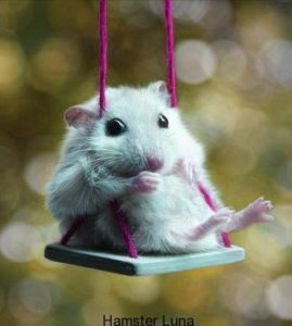 dwarf-hamster-language